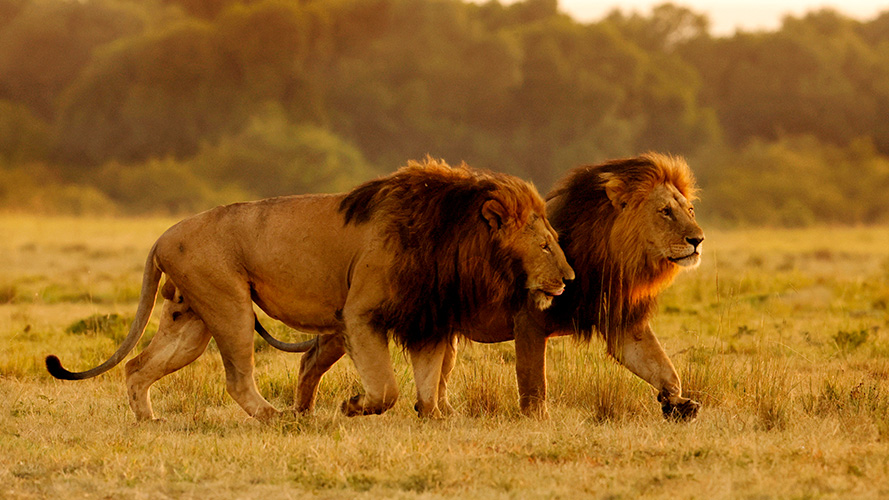 Tour to Masai Mara Safari