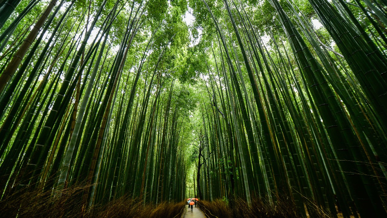 Bamboo view; image used for HSBC Sri Lanka international global investments page.