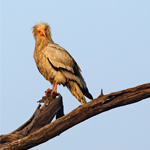 Bharatpur bird tour logo; image used for HSBC Sri Lanka Premier upcoming events offers page