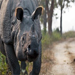 rhino