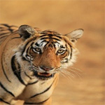 tiger
