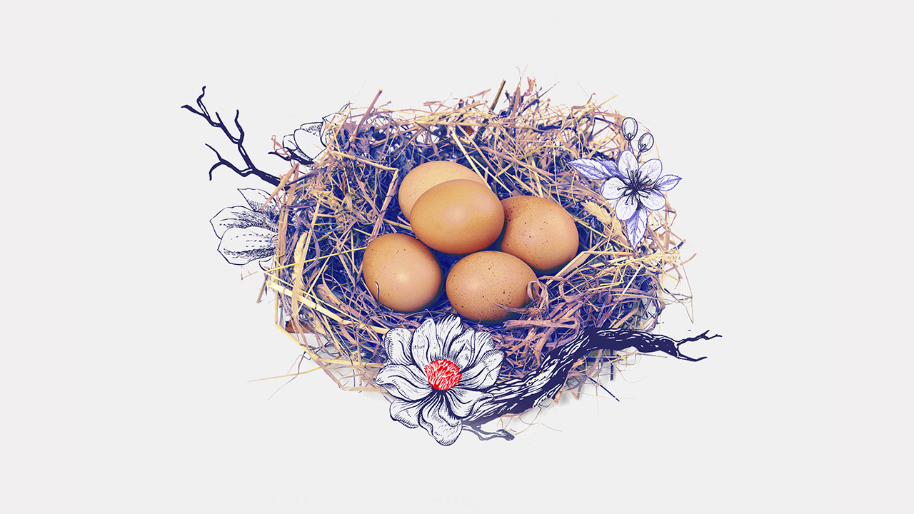 a nest with eggs
